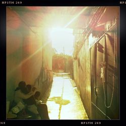 Sun shining through trees