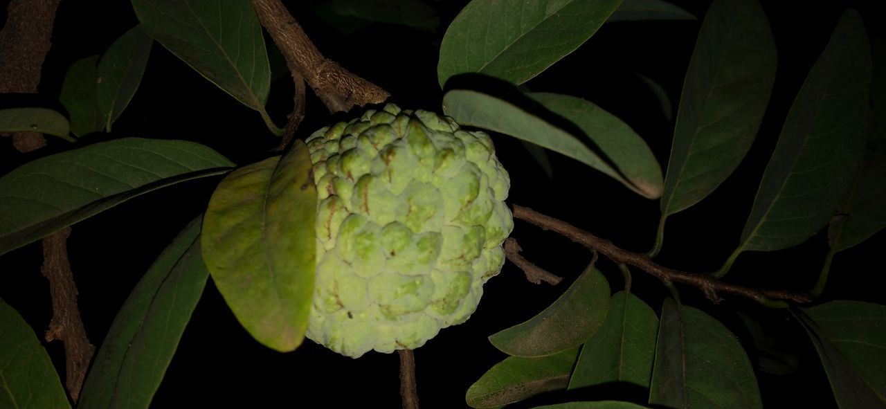 CLOSE-UP OF GREEN PLANT