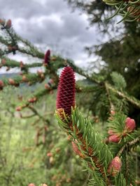 Close-up of pine cone on tree