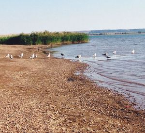 Birds on beach against sky