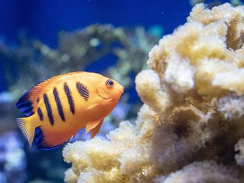 Close-up of fish swimming in sea