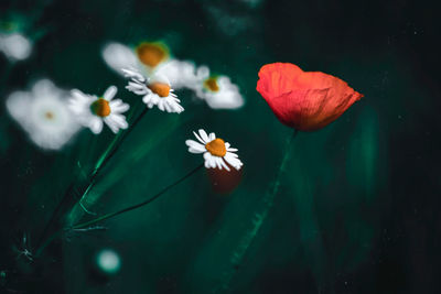 Close-up of white flowers floating on water