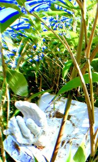 Close-up of plants against blurred background