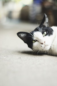 Close-up of cat lying on floor