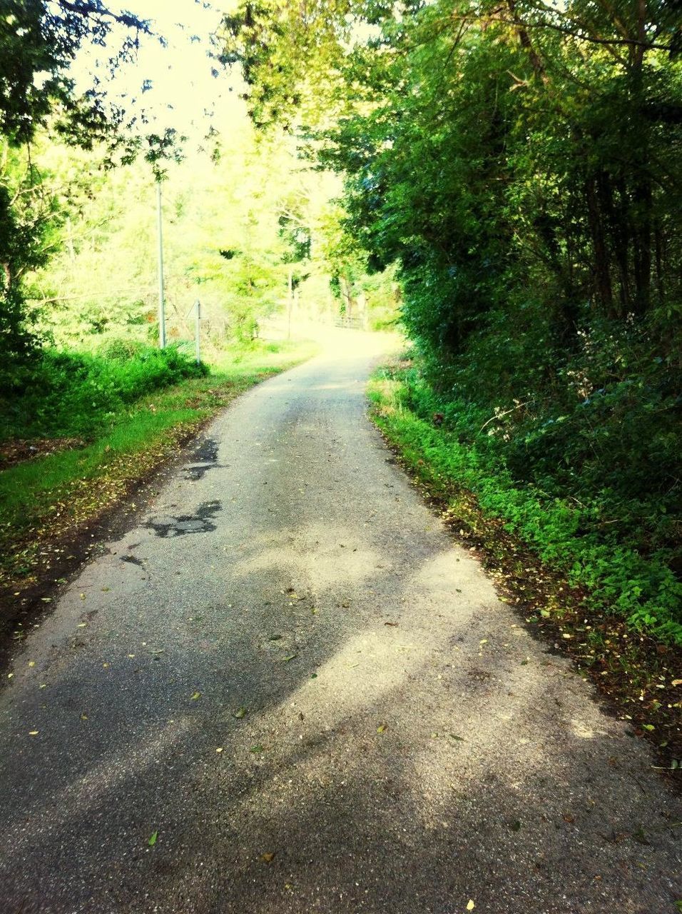 the way forward, diminishing perspective, tree, vanishing point, transportation, road, empty road, growth, long, green color, asphalt, tranquility, nature, country road, grass, day, street, road marking, empty, outdoors