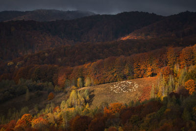 High angle view of trees on mountain during autumn