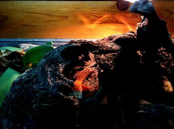 Close-up of tree stump