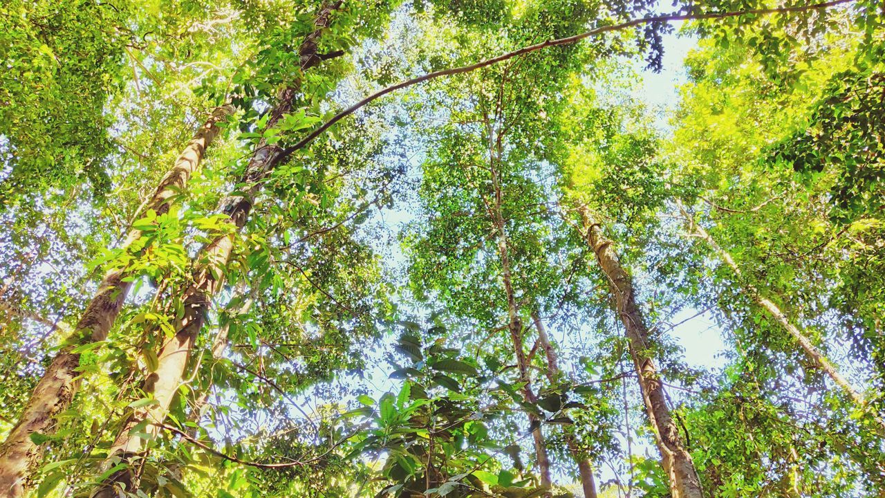 LOW ANGLE VIEW OF TREES