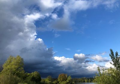 Low angle view of trees against sky