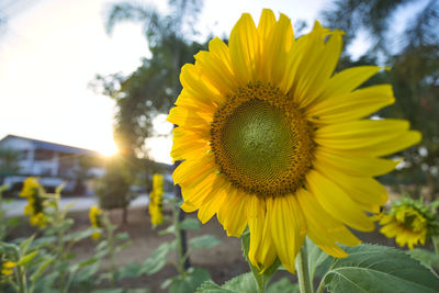 Close-up of sunflower
