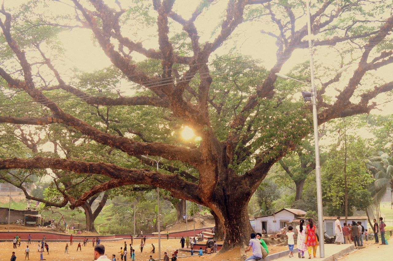 tree, large group of people, lifestyles, men, leisure activity, person, mixed age range, branch, growth, park - man made space, tree trunk, vacations, nature, walking, tourist, sky, togetherness, sunlight, outdoors