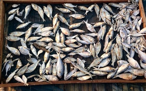 High angle view of fish for sale at market