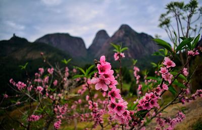 Close-up of pink flowering plant against sky