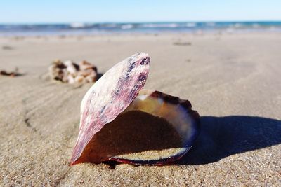 Close-up of shell on beach against sky