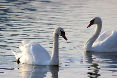 Swans swimming in lake