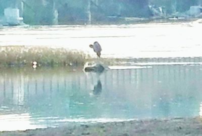 Close-up of bird perching on lake against sky