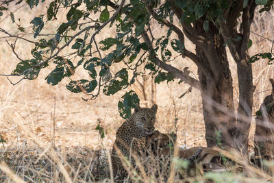 Cat on tree branch