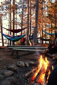 Bonfire in forest