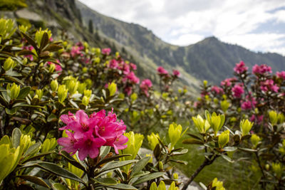 Close-up of pink flowering plants