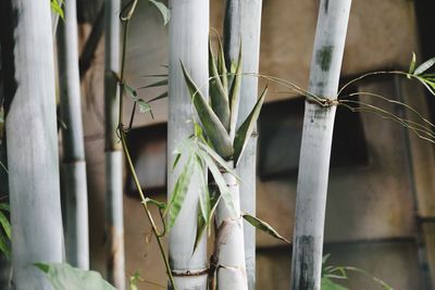 Close-up of potted plant