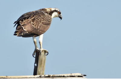 Osprey perching on wooden post against clear sky on sunny day