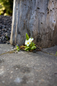 Close-up of small plant growing on tree trunk