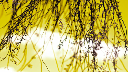 Close-up of yellow flowers