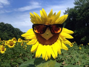 Close-up of sunflower