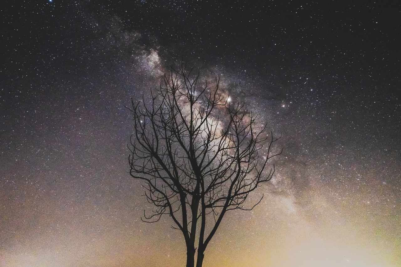 DIGITAL COMPOSITE IMAGE OF BARE TREES AGAINST SKY