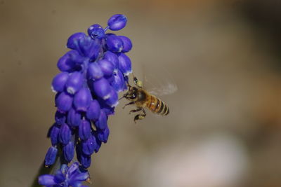 Close-up of bee pollinating on lavender