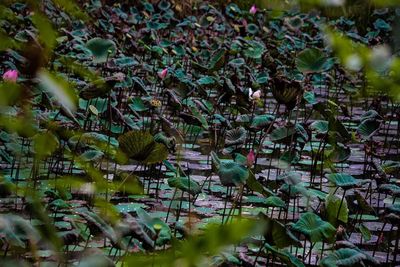 View of birds in lake