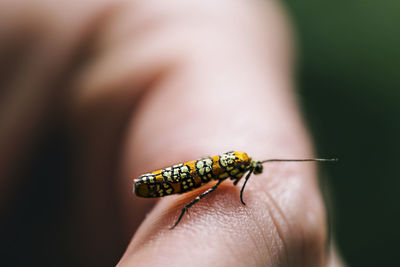 Close-up of insect on hand