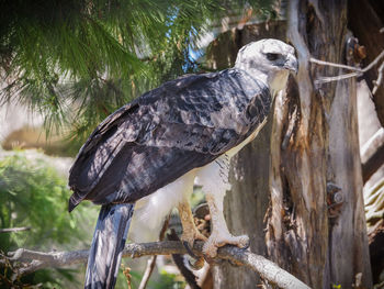 Close-up of eagle perching on tree