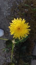 Close-up of yellow flower blooming outdoors