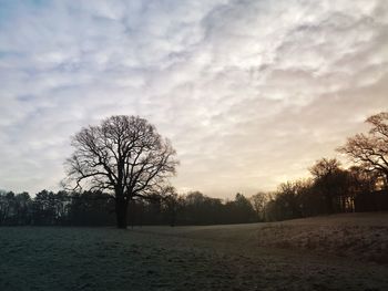 Bare trees on field against sky during sunset