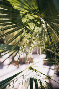 Close up of textured palm leafs in the sunshine
