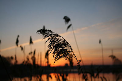 Close-up of silhouette plant by river against sky at sunrise