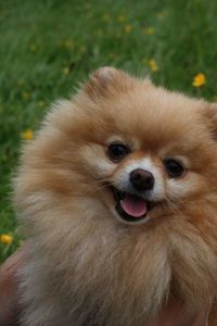 Close-up portrait of dog