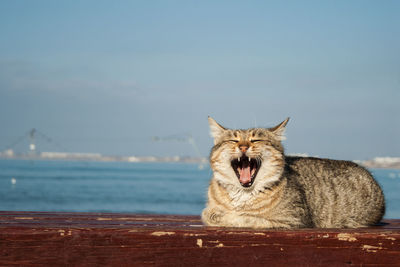 Big powerful beautiful gray cat sitting on the bench. in the background is the sea