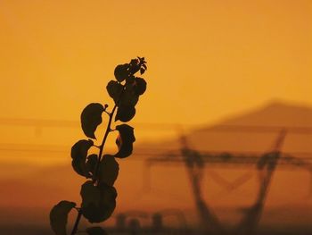 Close-up of plants at sunset