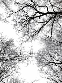 Close-up of tree against sky