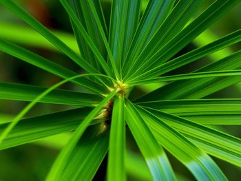 Close-up of plant