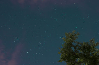 Low angle view of trees against sky at night