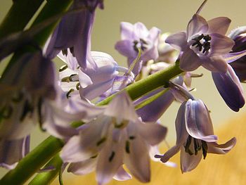 Close-up of flowers