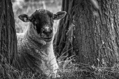 Close-up portrait of an animal