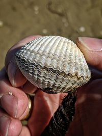 Close-up of person holding shell