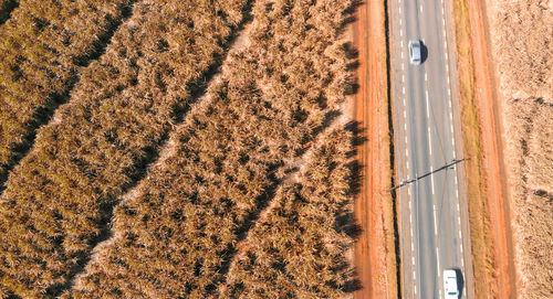 High angle view of plants on land