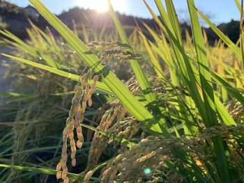 Close-up of crops growing on field