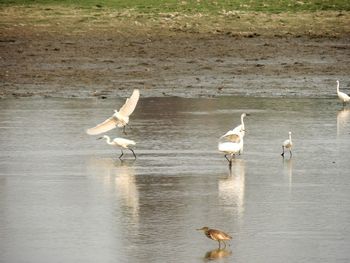 Bird flying over water