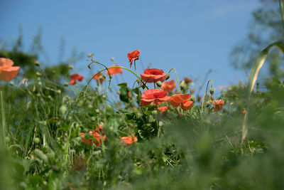 Close-up of red flowers